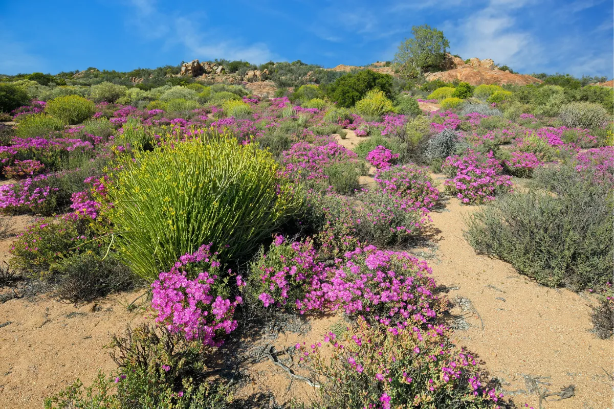 Spectacular South Africa